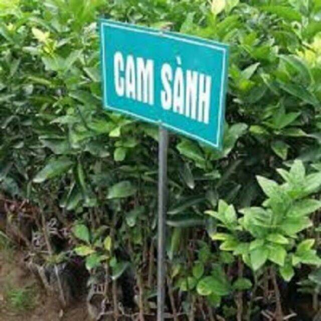 cây cam sành cao 60-80cm, cây đẹp