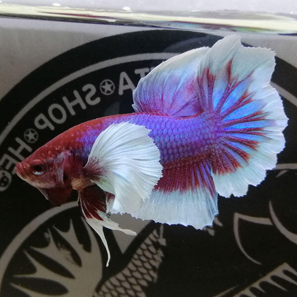 ( cá cảnh hạ giá) 1 trống betta dumbo lavender siêu đẹp