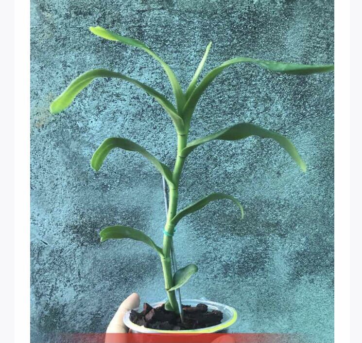 hoa lan phi điệp lào hàng cắt kie