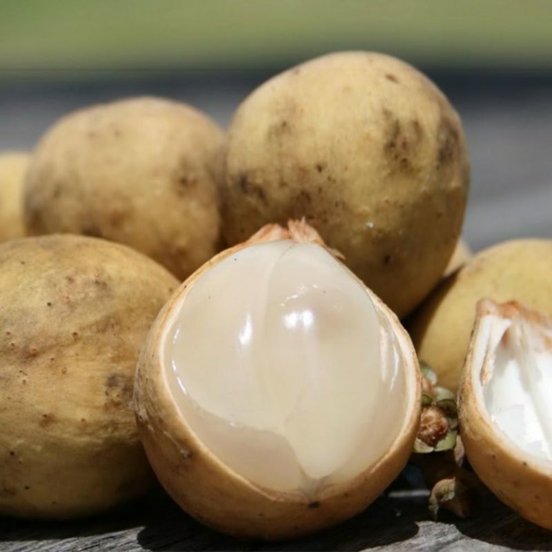 cây bòn bon thái