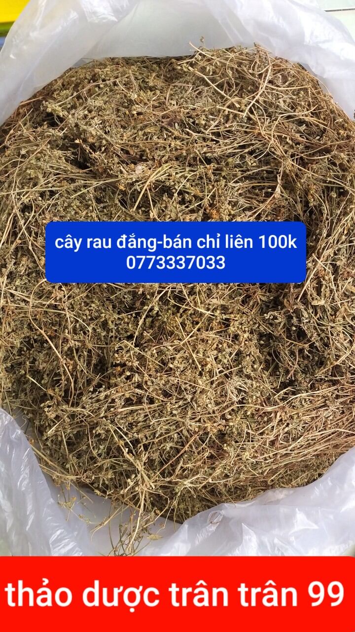cây rau đắng đất phơi khô 1kg
