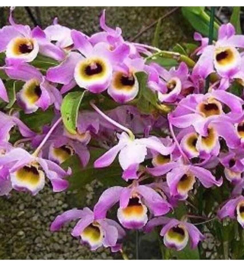 Hoa Lan  chuỗi ngọc(1 bó) vv