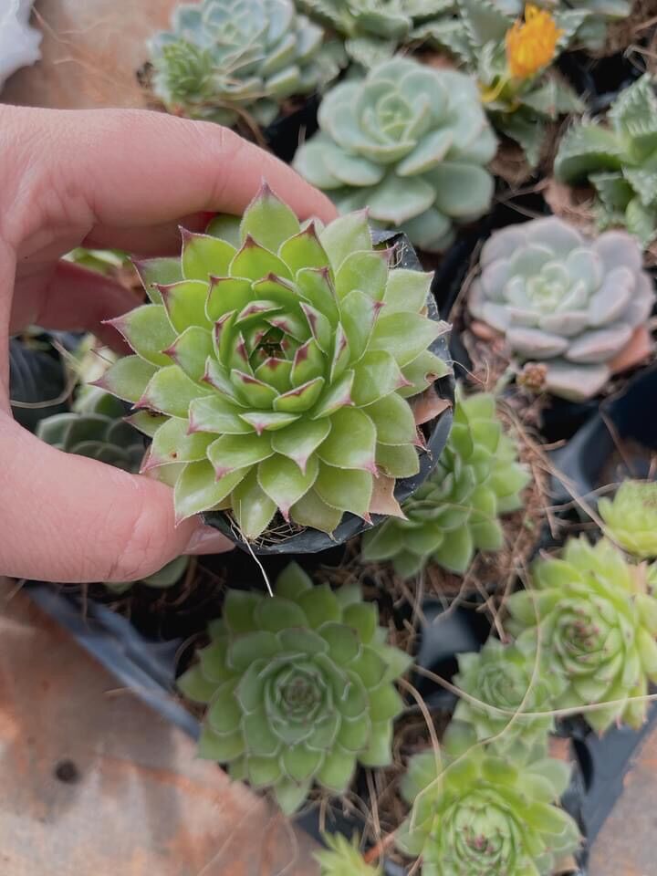Sen đá phật bà cute size bầu