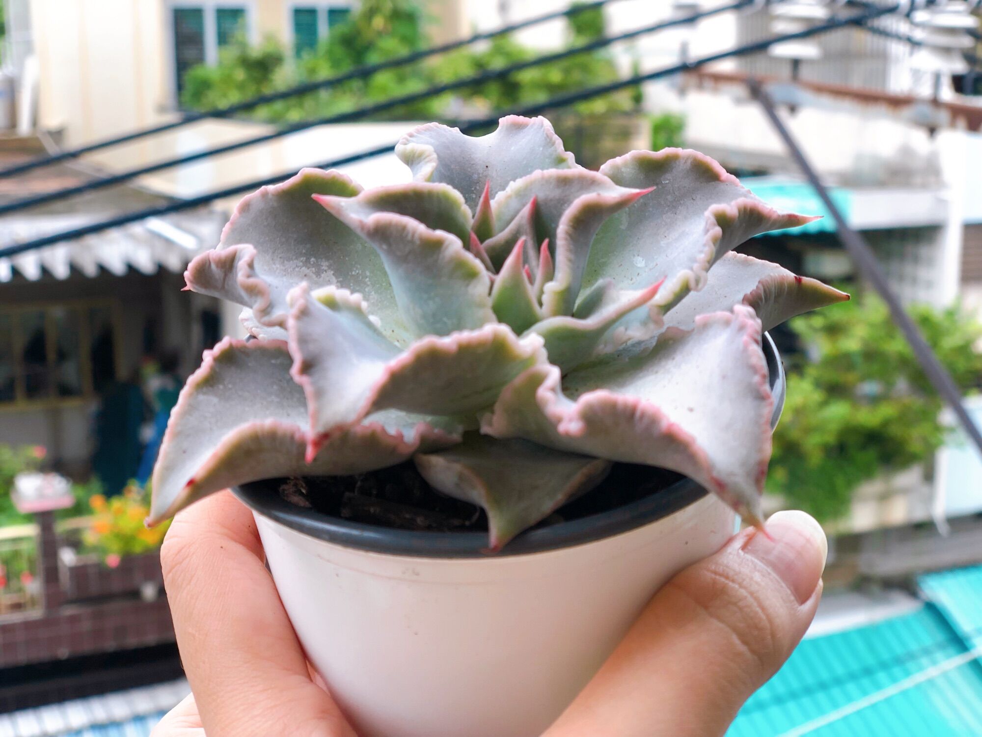 Sen đá maliba size 10cm