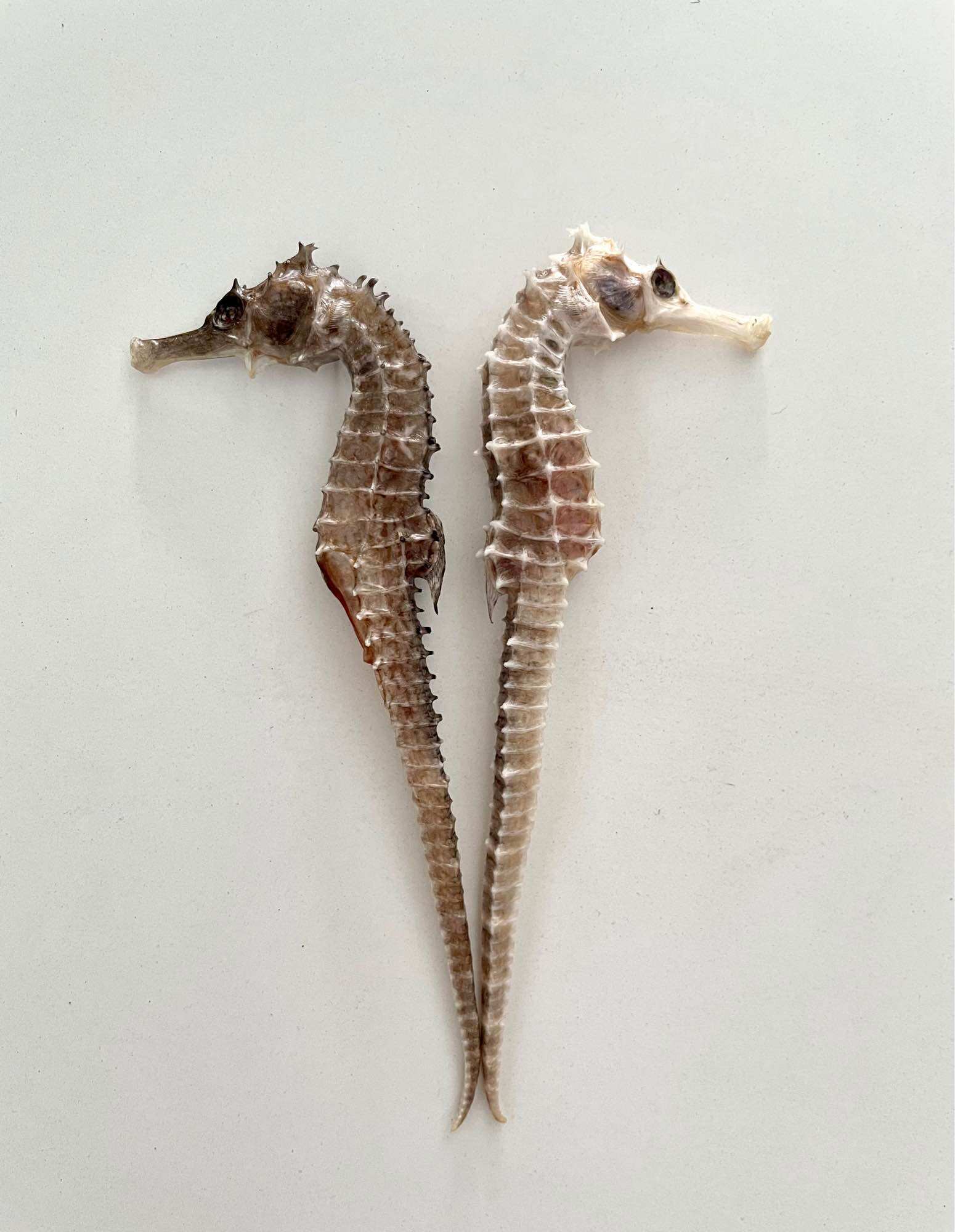 2 con Cá ngựa khô size 9-11cm