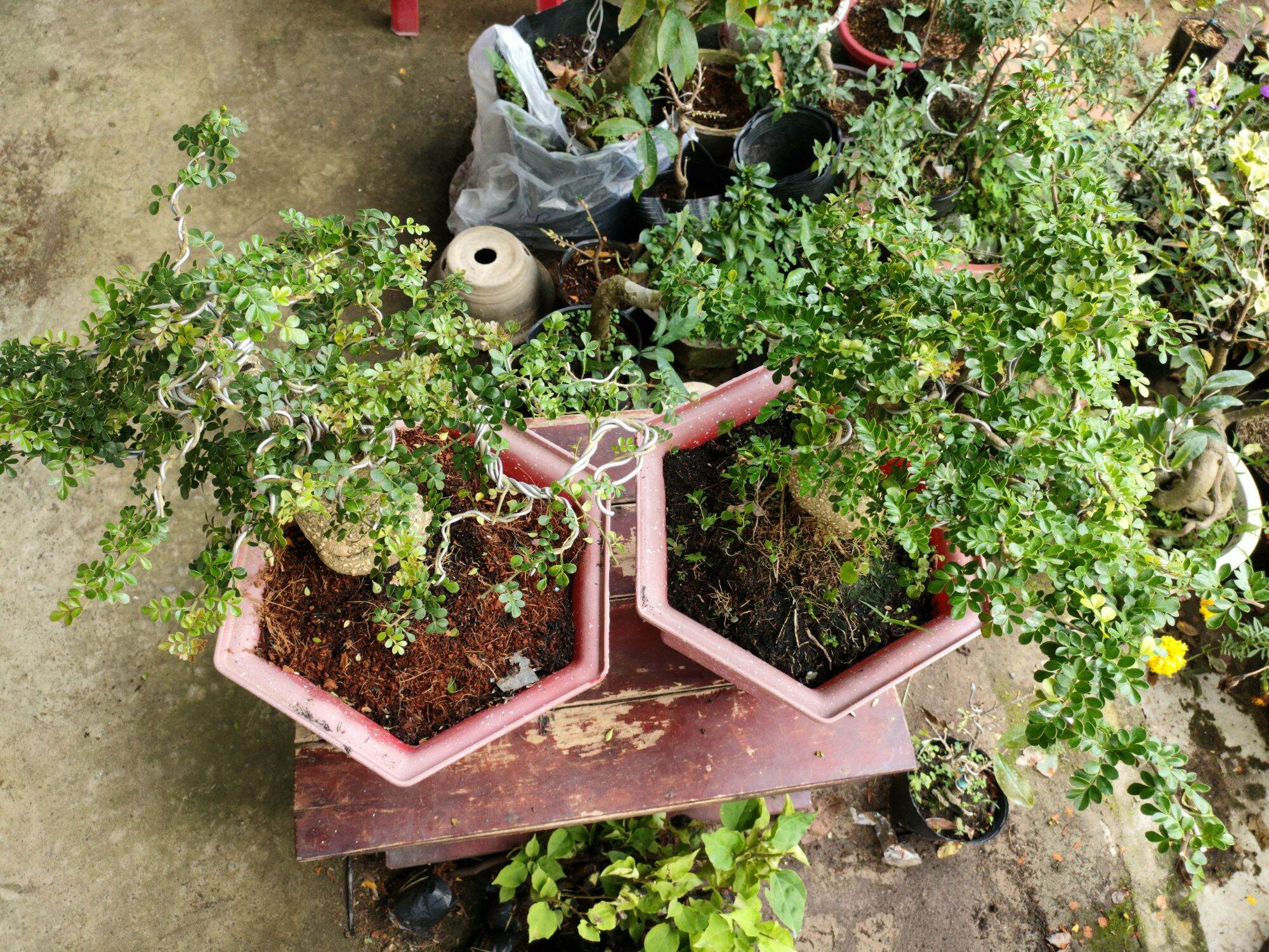 Cây cần thăng bonsai như hình