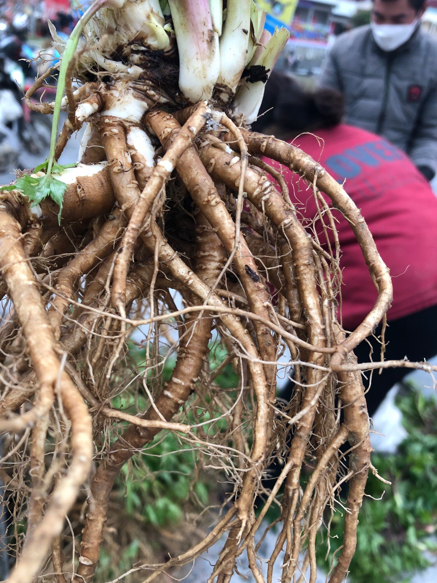 Sâm đương quy tươi Ship từ 2kg 150k