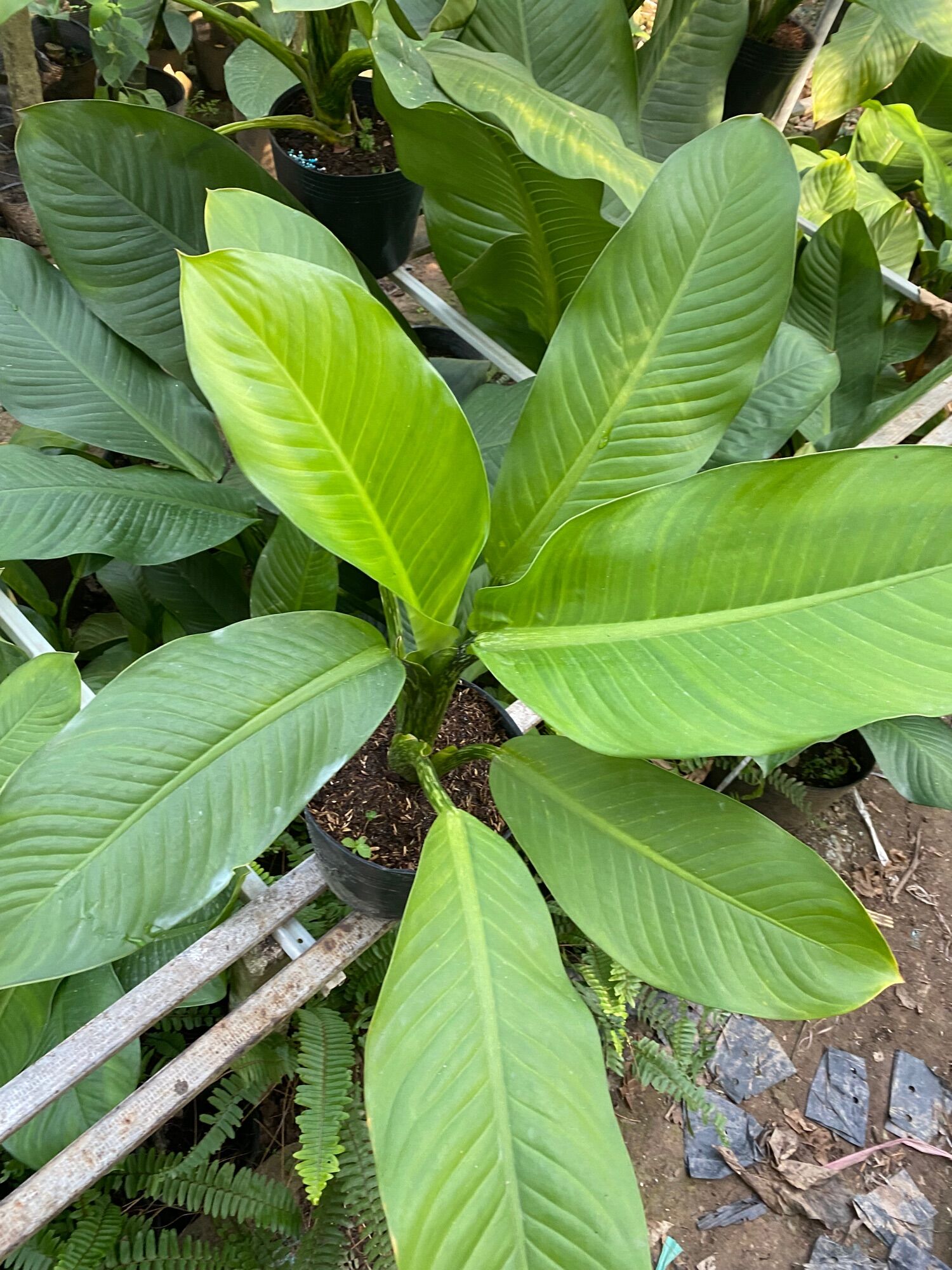 Cây đại phú gia ( cao 60 đến 80 cm)