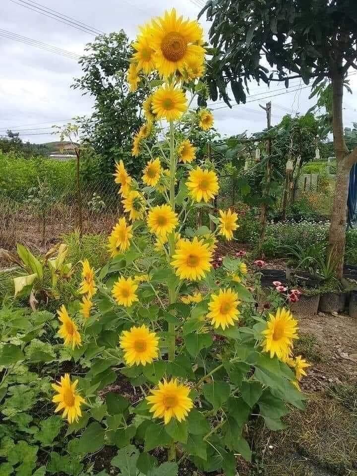 [Tặng hoa vạn thọ pháp]100 Hạt giống hoa hướng dương tháp 80-110 ngày, hướng dương nhiều bông, hạt to mẩy dễ gieo