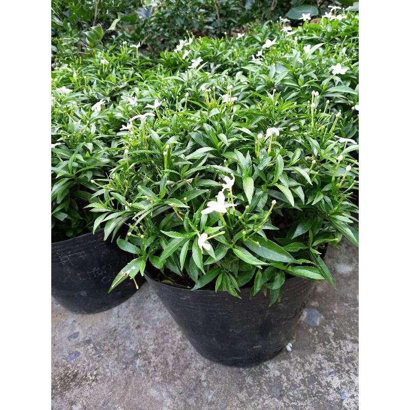 Cây Mai Vạn phúc