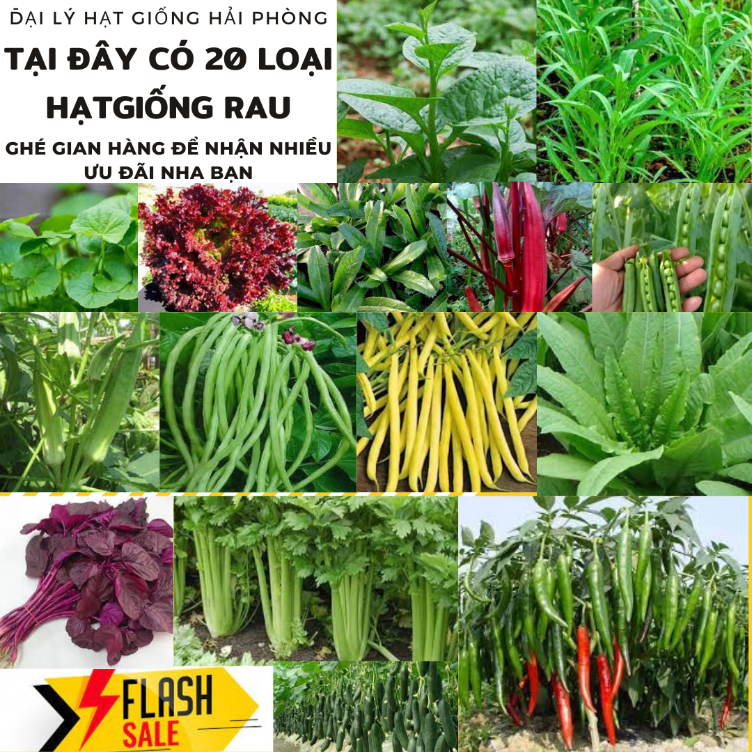 ⚡Tổng hợp 20 loại⚡HẠT GIỐNG RAU Dễ Trồng, Trồng Quanh Năm
