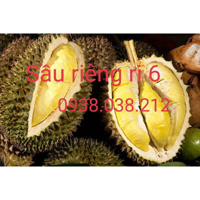 Cây giống sầu riêng ri 6