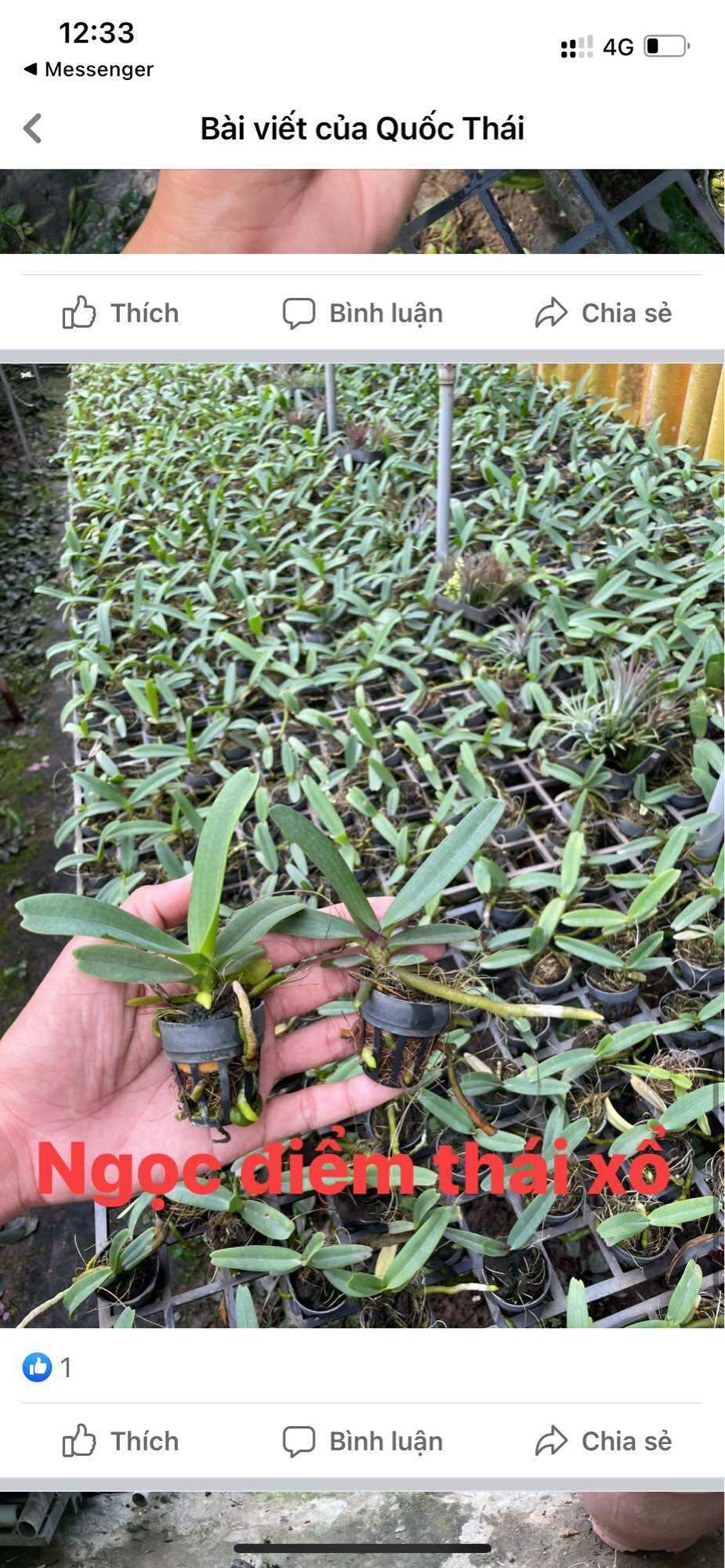 Lan Đai Châu Thái cây mô hoa lộn xộn