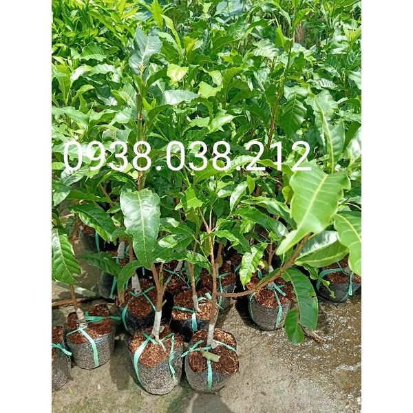 CÂY GIỐNG VÚ SỮA HOÀNG KIM ( CÂY CHUI CÀNH CAO 50-70CM)