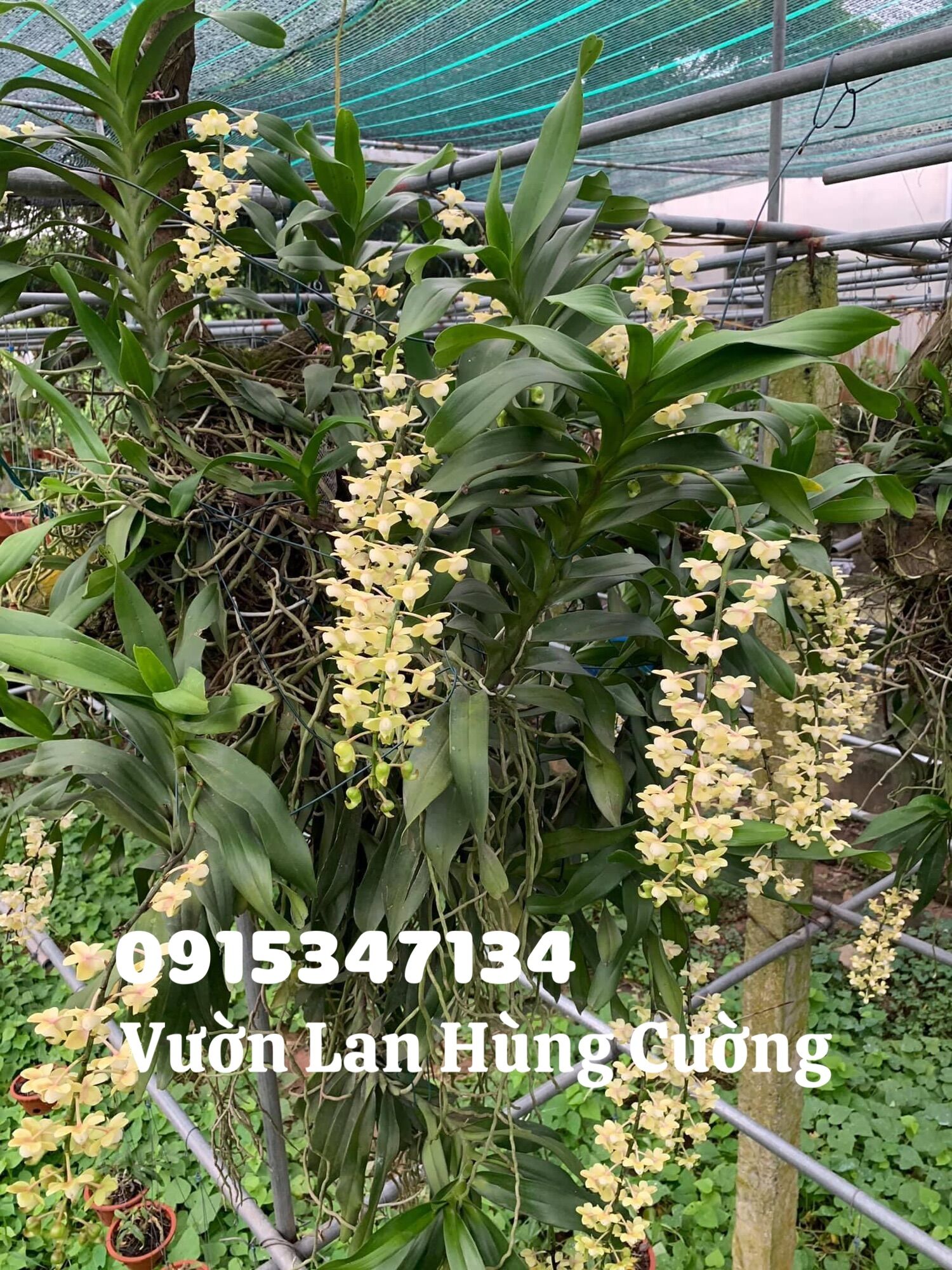 Phân bón trung lượng Super Canxi Nitrat(chuyên dùng cho phong lan, cây cảnh)