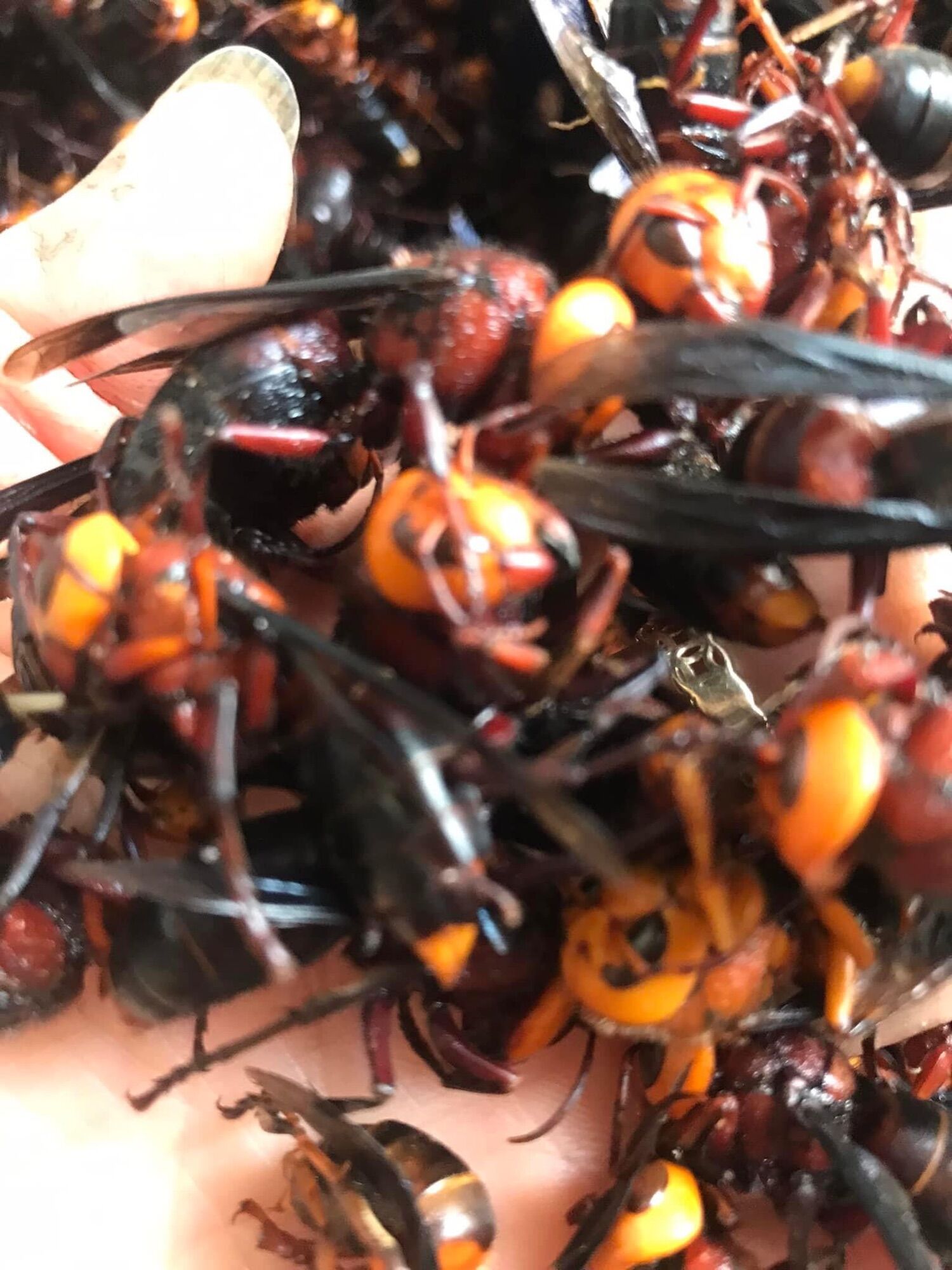 Ong đất ngâm r…ư…ợ…u( túi 1kg 500k/kg