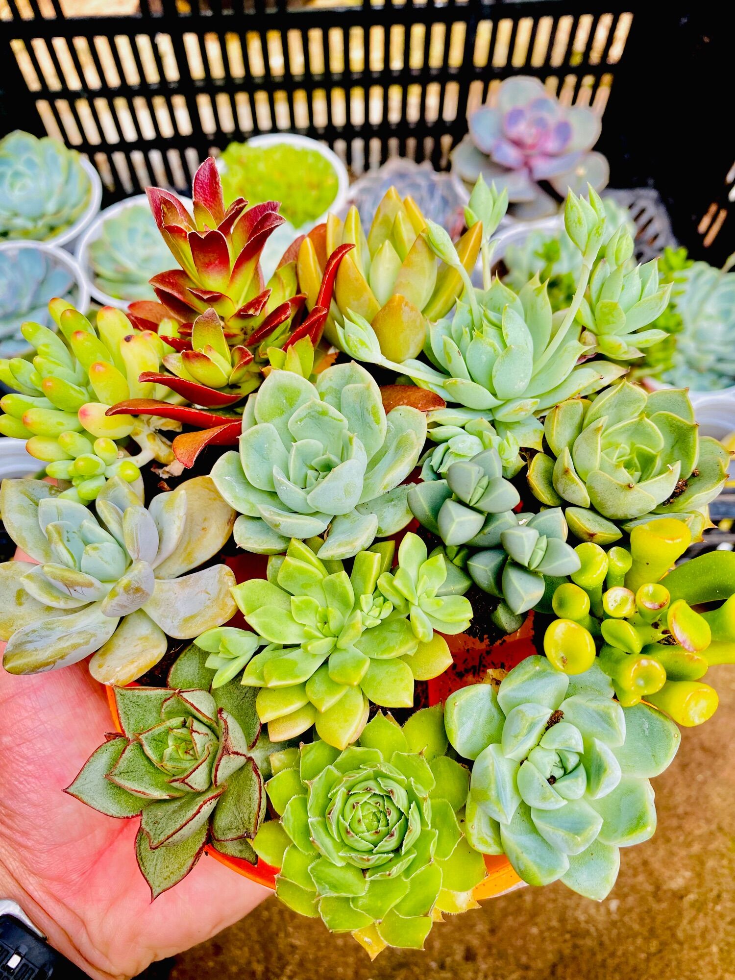 Combo mini 12 loại sen đá 3-5cm🌵siêu khoẻ,dễ trồng🎁lỗi 1 đổi 1