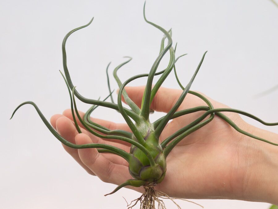 cây không khí bulbosa giant