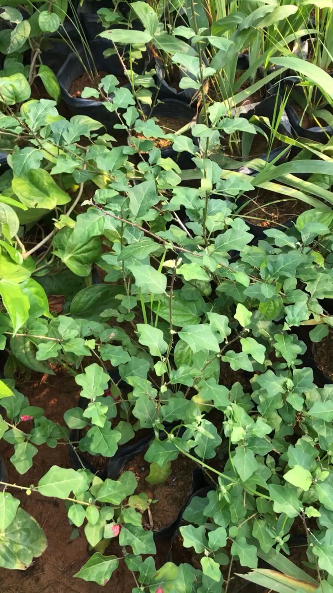 Giống cây cà gai leo