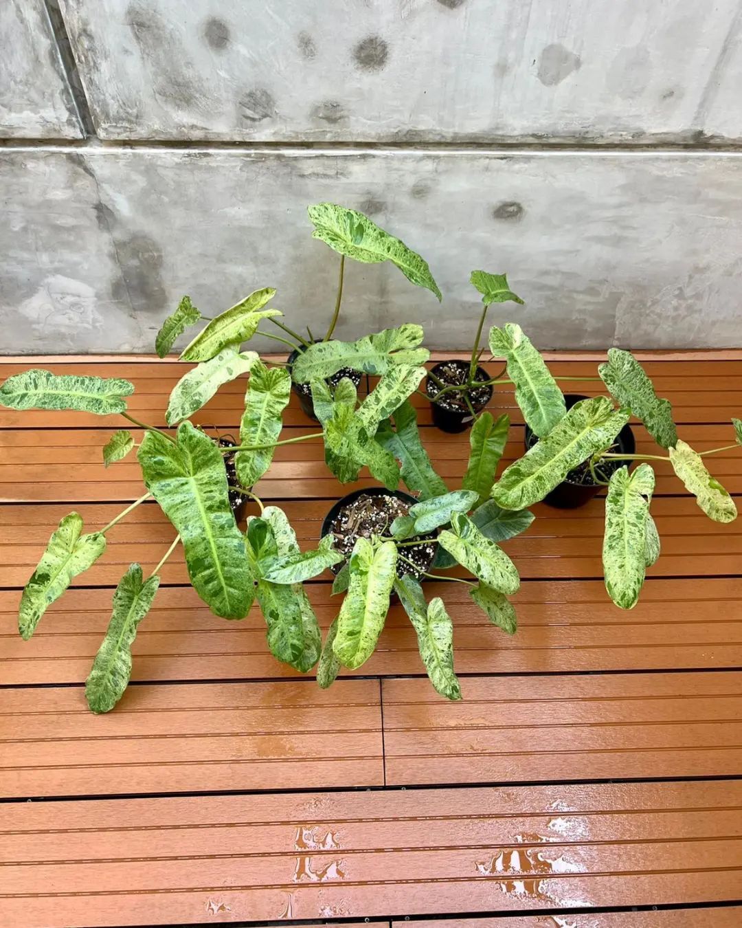 Cây Philodendron Paraiso Verde Variegated