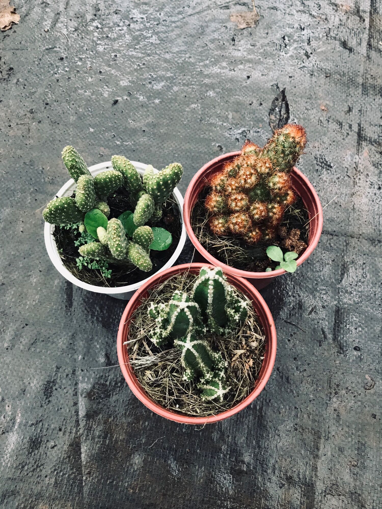Combo 3 loại xương rồng trung