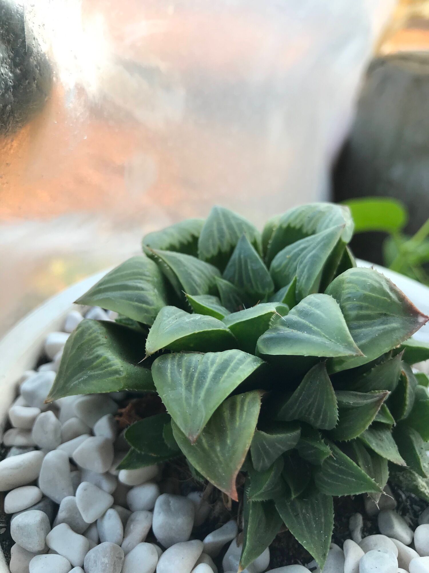 Sen  đá Haworthia