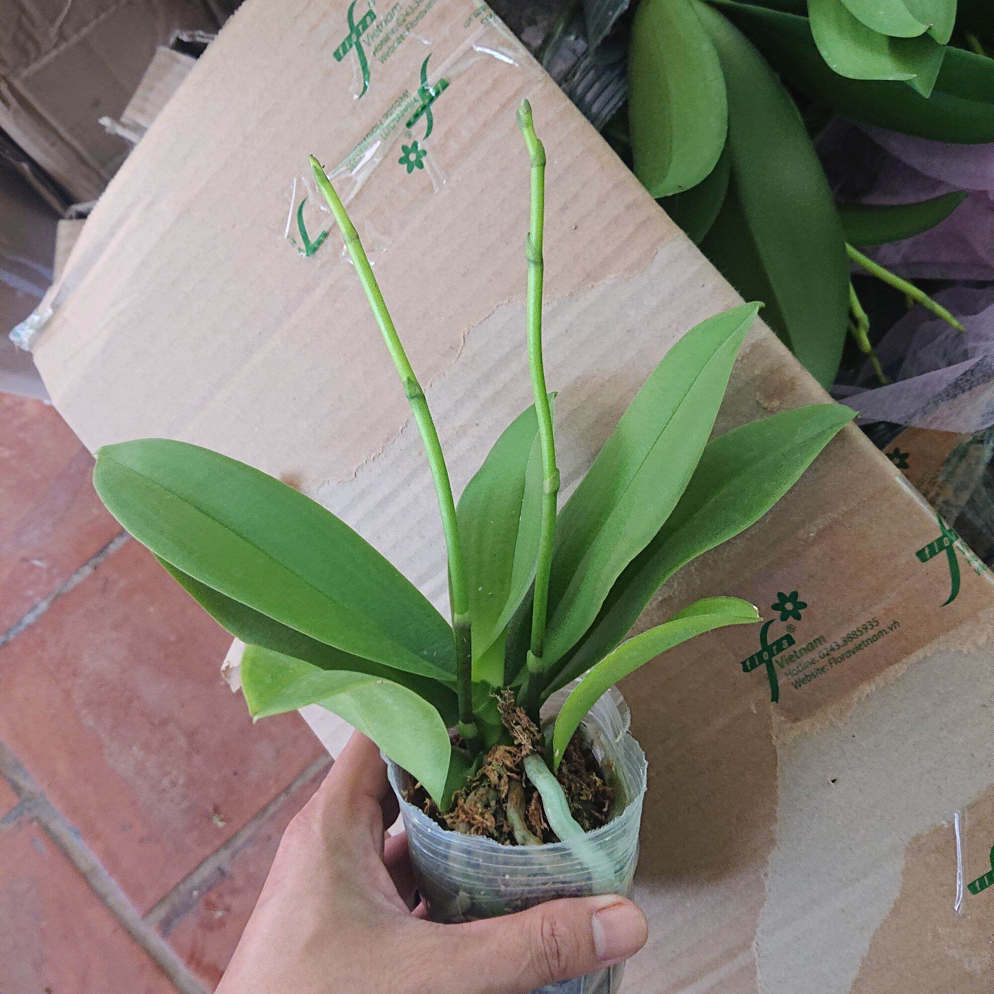 Combo 2 Cây LAN HỒ ĐIỆP đang 2 Ngồng