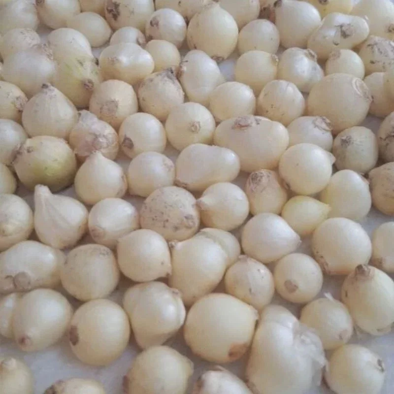 Củ kiệu hành tăm loại to đẹp 1kg