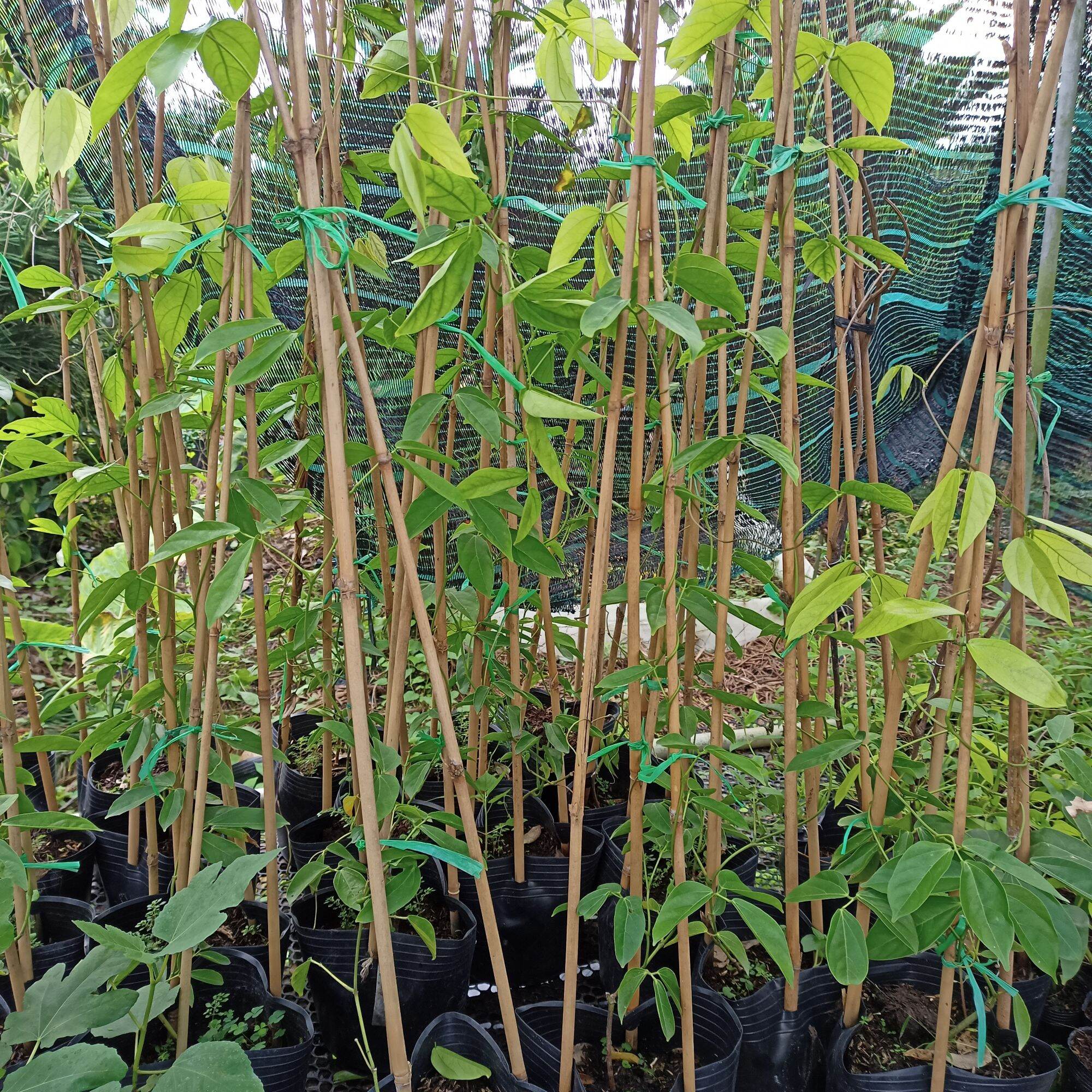 Cây giống hoa Leo giàn mong.cọp xanh