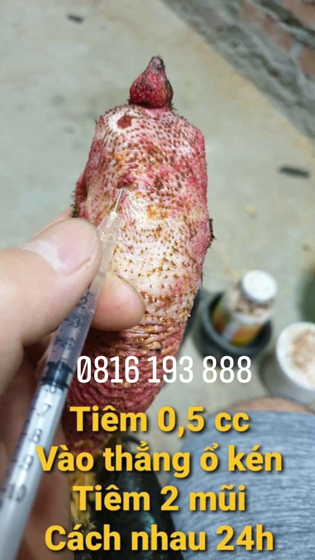 Thuốc trị tiêu kén, sưng củ bàn cho gà chọi , gà đá