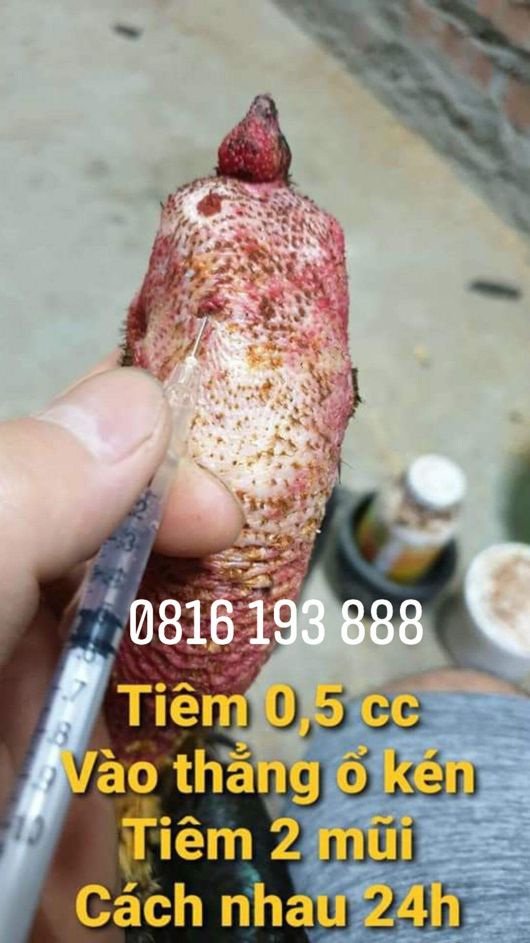 Thuốc trị tiêu kén, sưng củ bàn cho gà chọi , gà đá