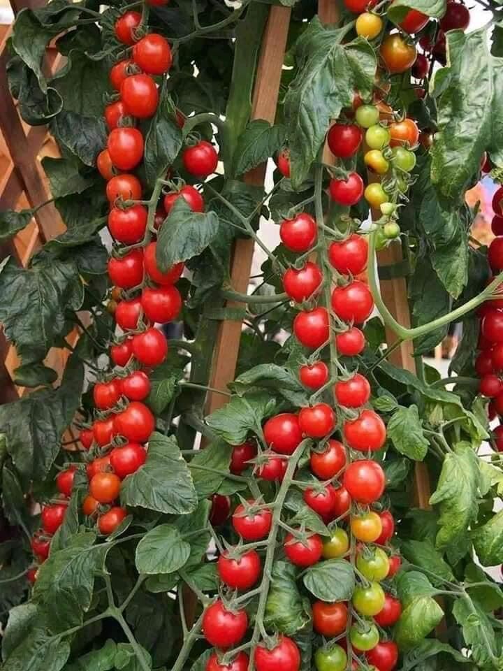HẠT GIỐNG CÀ CHUA BI CHUỖI NGỌC