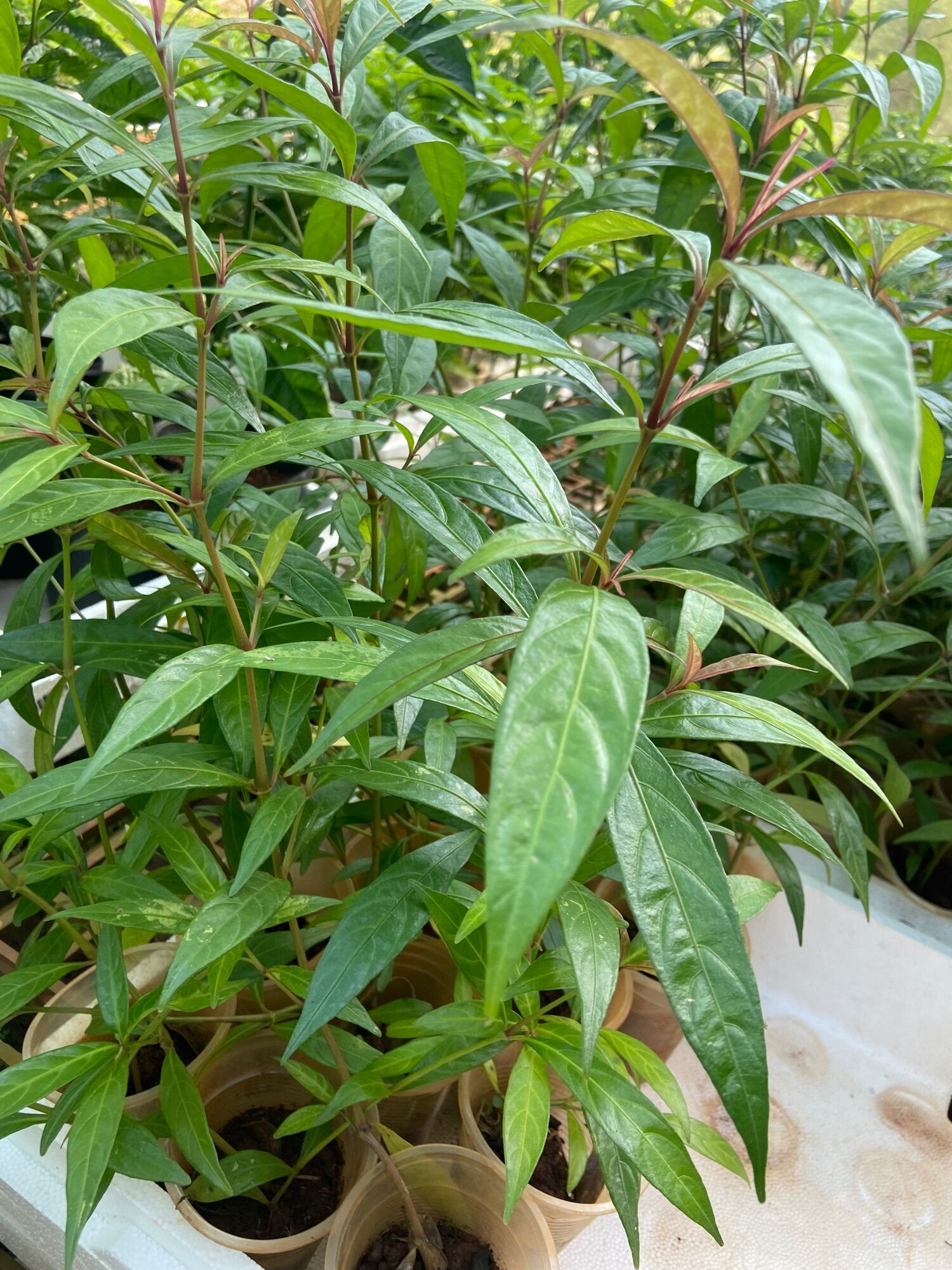 Cây hoàn ngọc đỏ