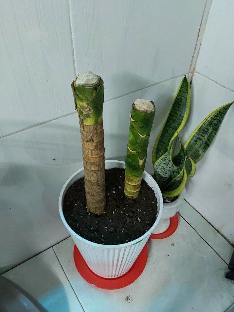 thần tài lá vàng - lá xanh cắt khúc (thiết mộc lan, cây phát tài)