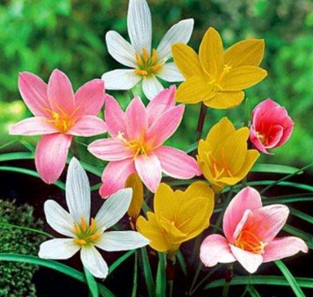 . 20 củ hoa huệ mưa mix màu.