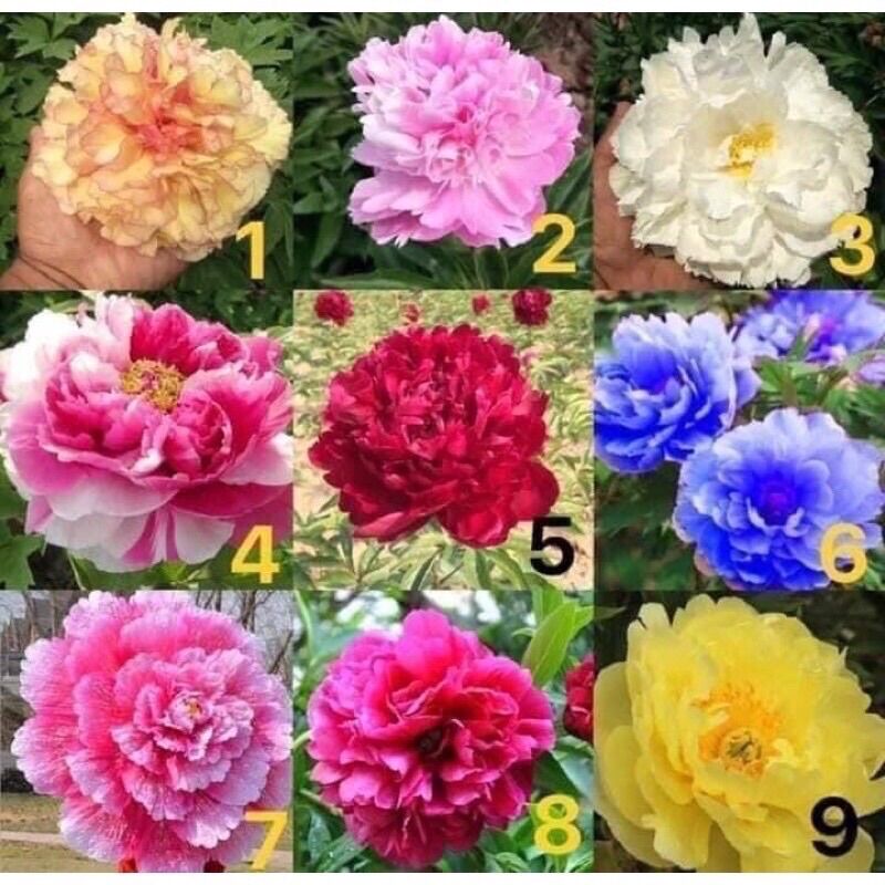 Cây hoa mẫu đơn kép nhiều màu