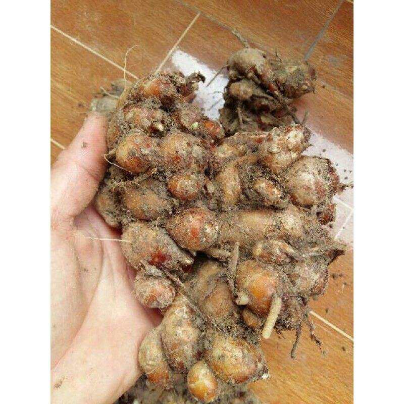 1kg Củ địa liền tươi