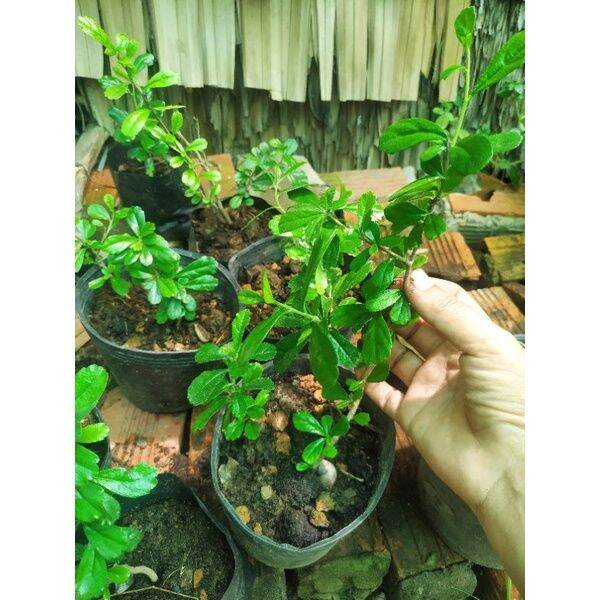cây bùm sụm con