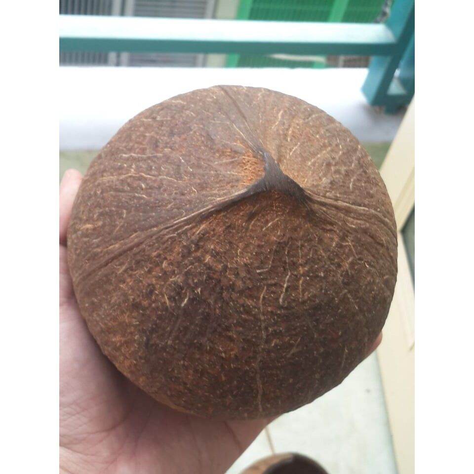 Gáo Dừa Khoan Lỗ và đã đánh bóng