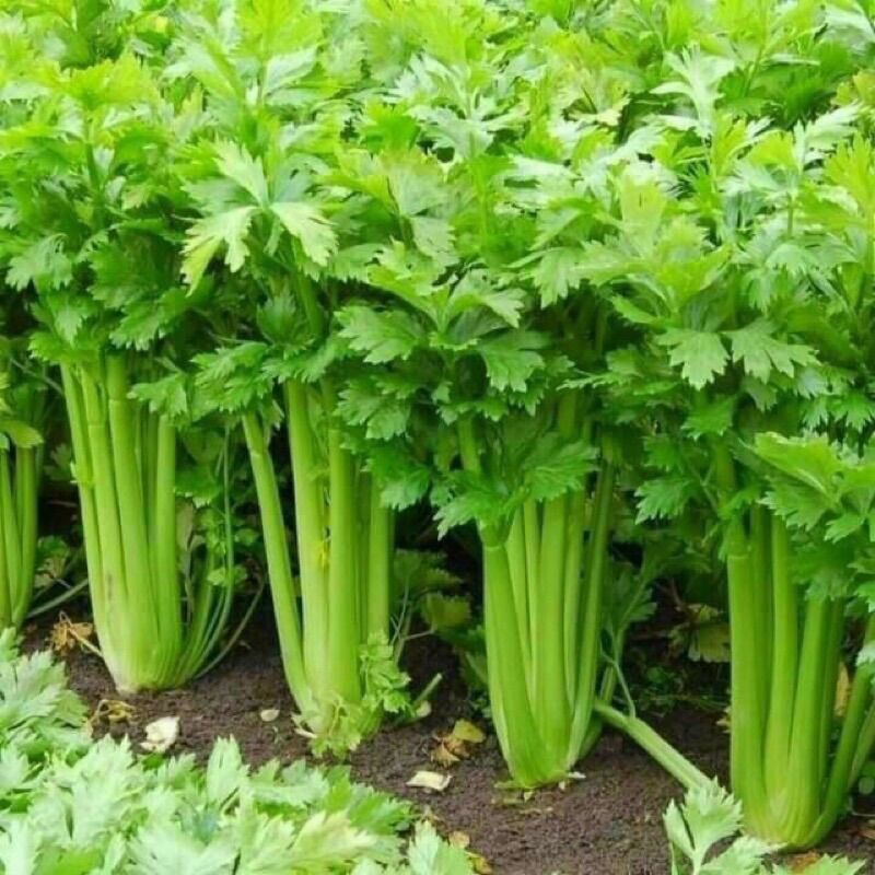 Bột cần tây giảm cân hộp 500g