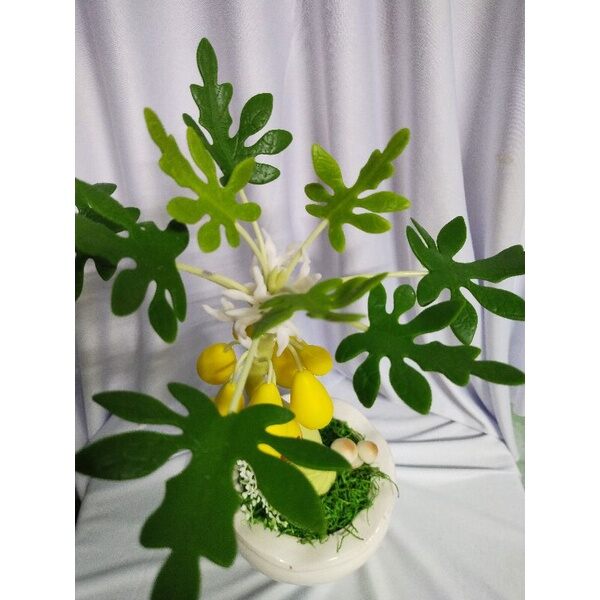 Chậu đu đủ tài lộc đất sét cao 30cm