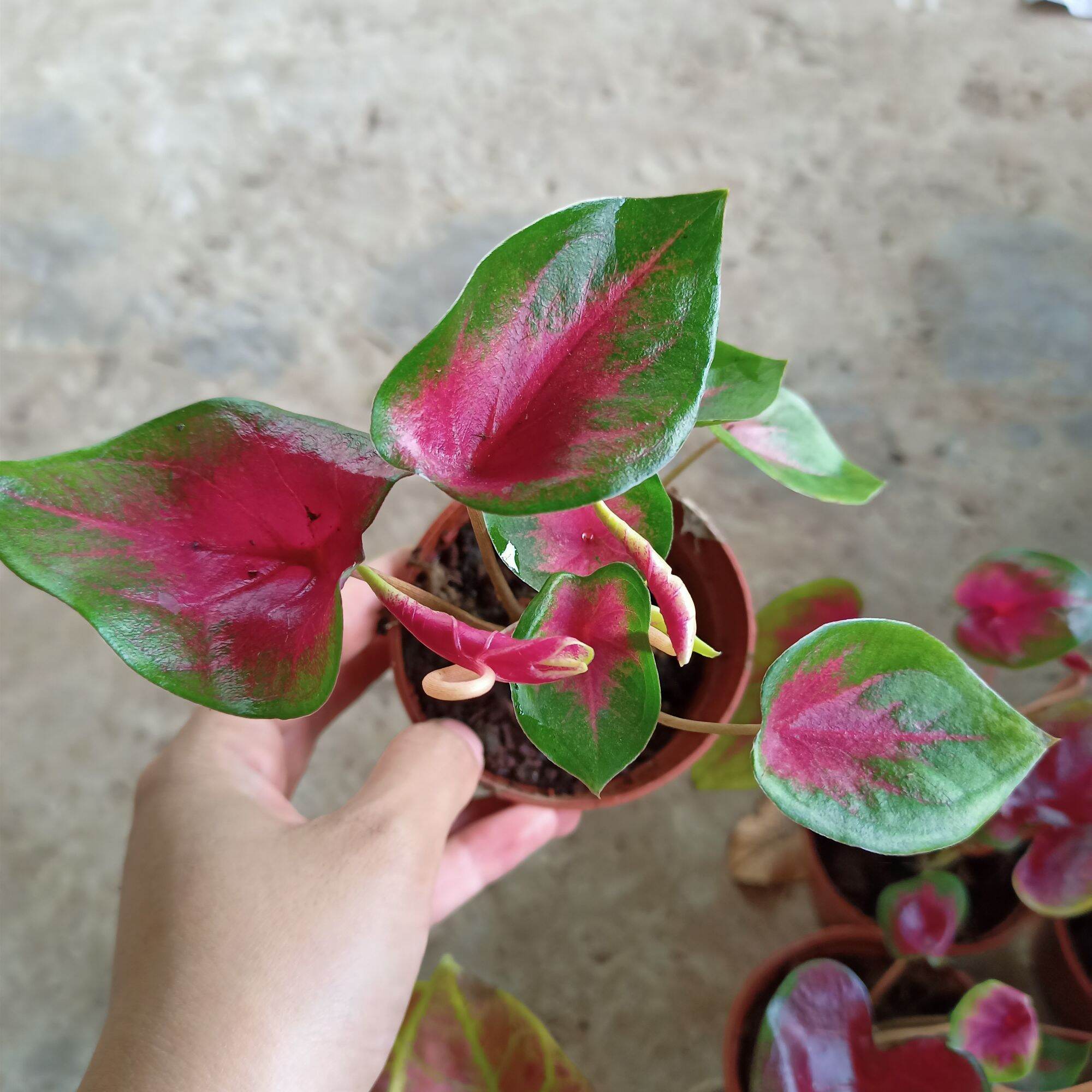 Chậu cây môn rosebud caladium