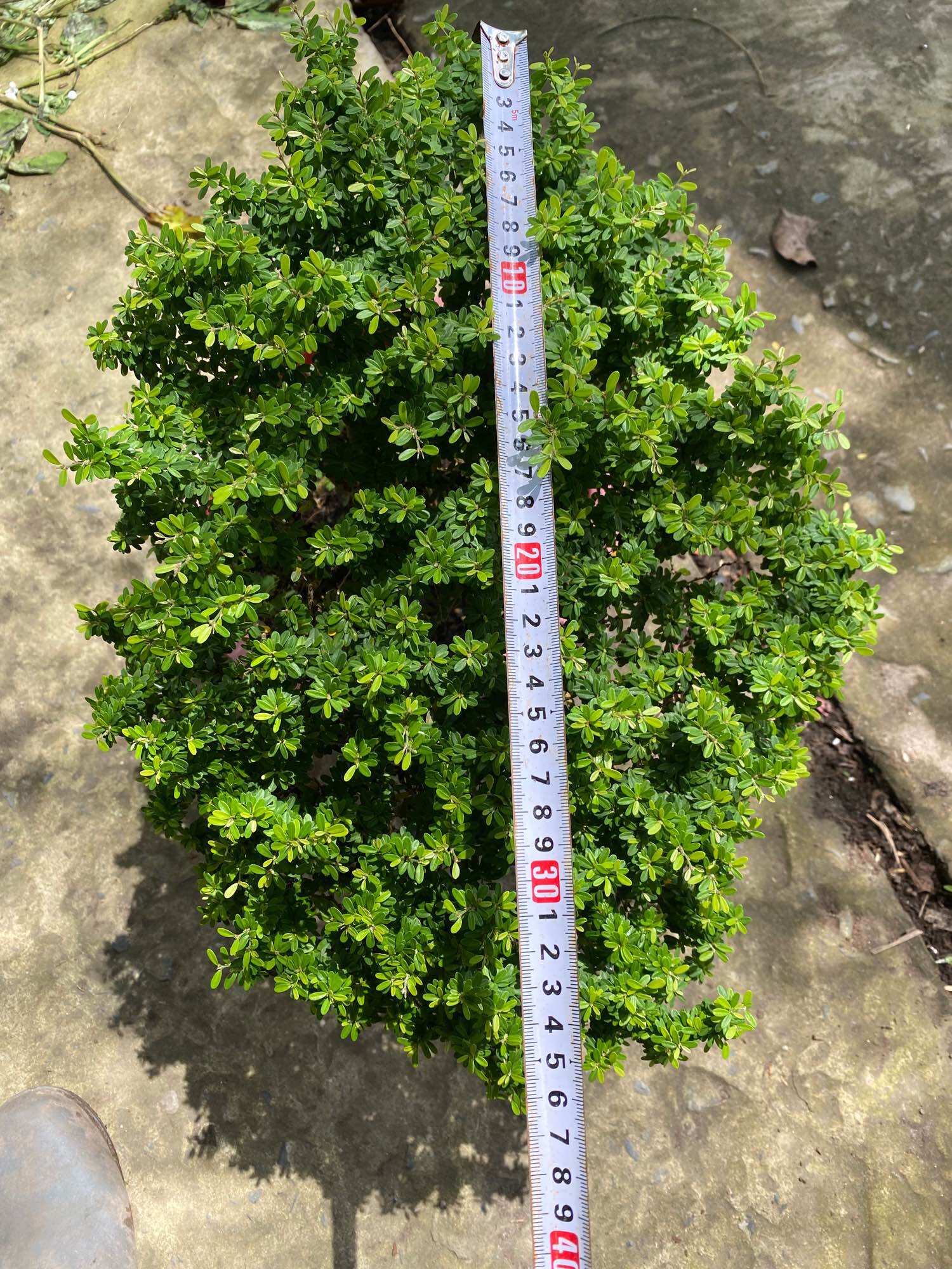 Linh sam hạt gạo siêu bông bonsai mini  tròn tàn