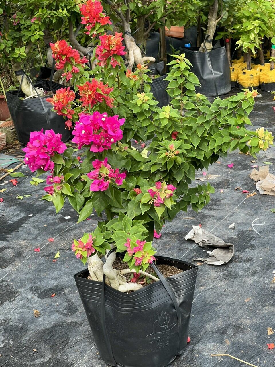 Cây hoa giấy Ngũ sắc Mỹ