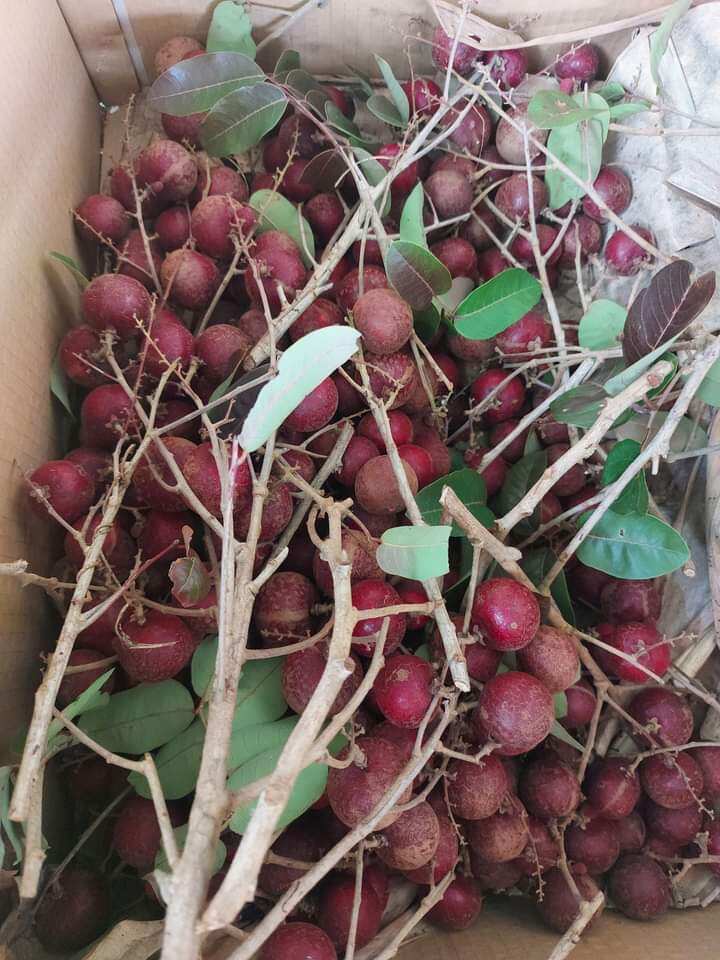 Cây giống nhãn xuồng tím