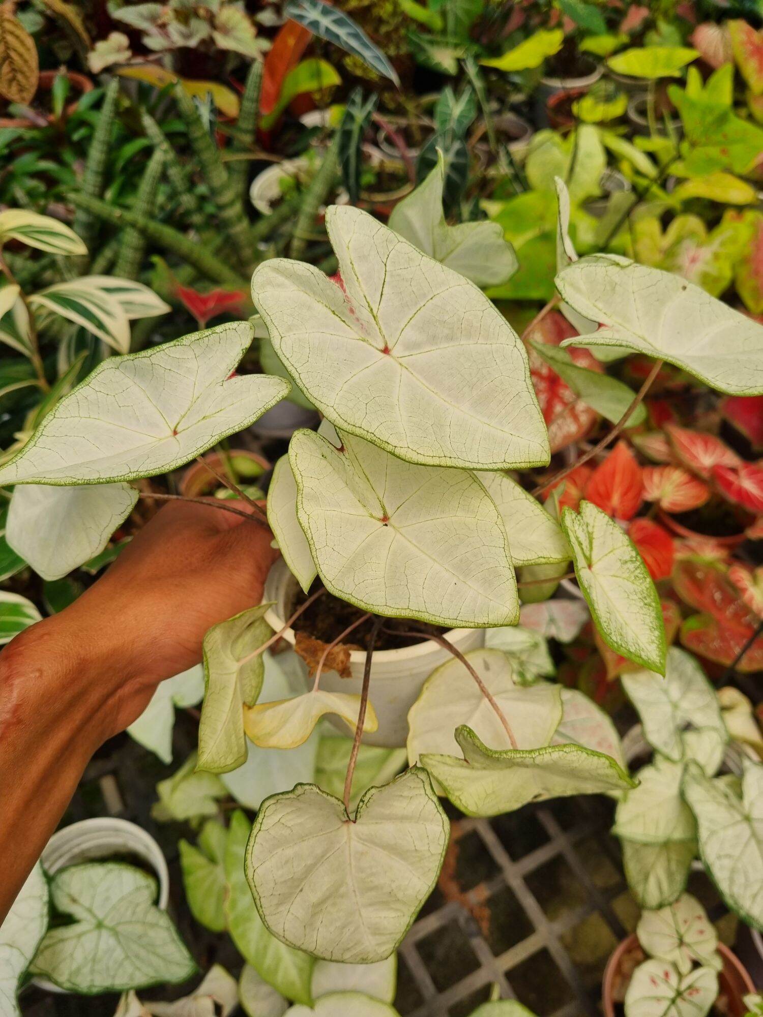 Cây môn thiên nga trắng - Caladium