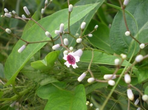 [Chỉ giao miền Nam 1-2 ngày tới] 1kg thân lá Mơ Lông rừng tươi, đóng gói hút ẩm, đảm bảo tươi nguyên