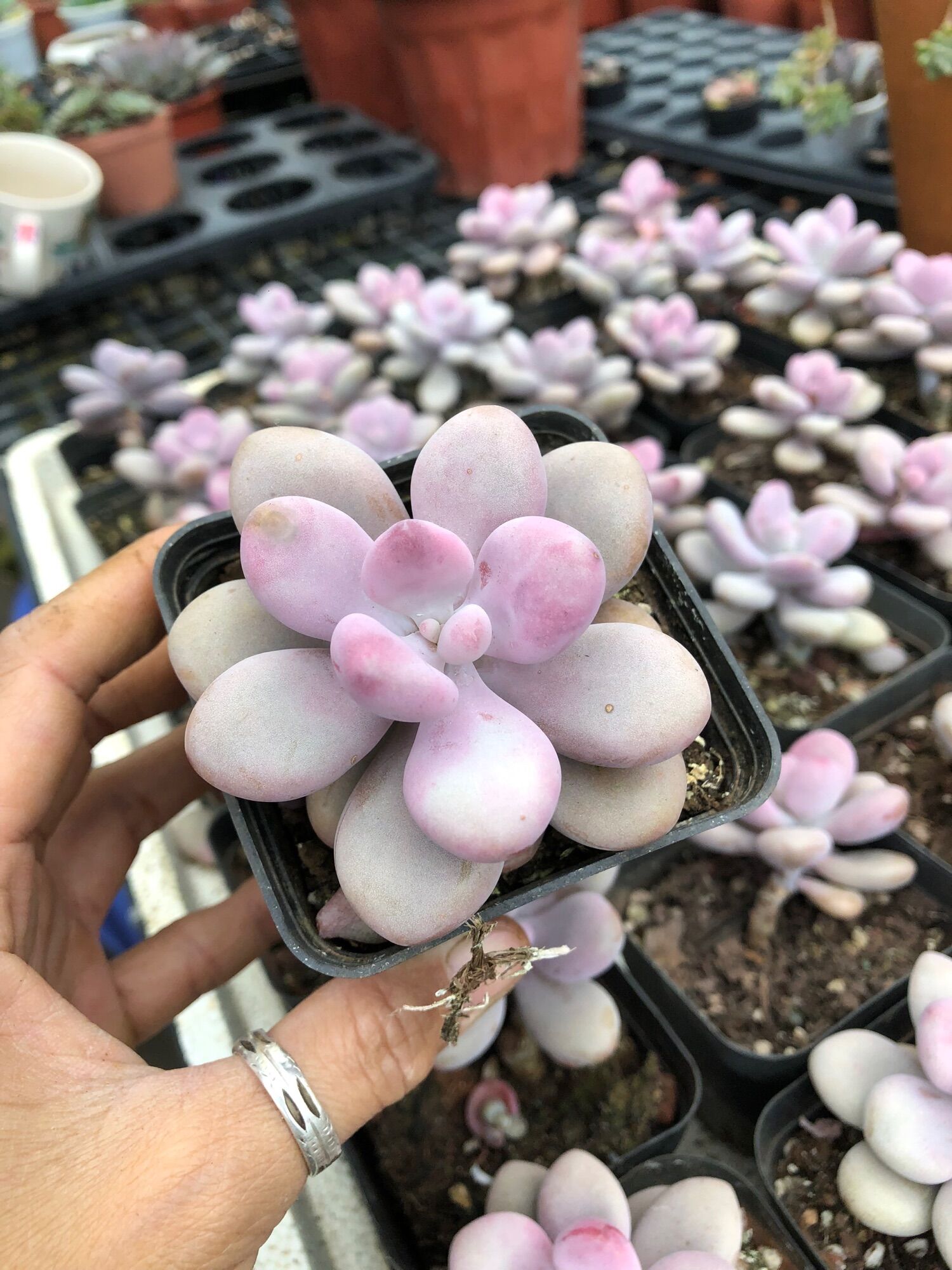 Sen đá Sỏi Hồng 6-7cm