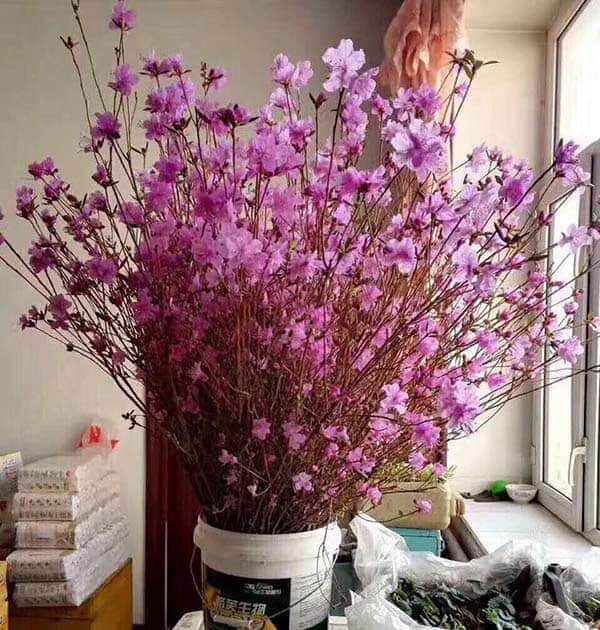 Hoa đỗ quyên ngủ đông 100k/10 cành