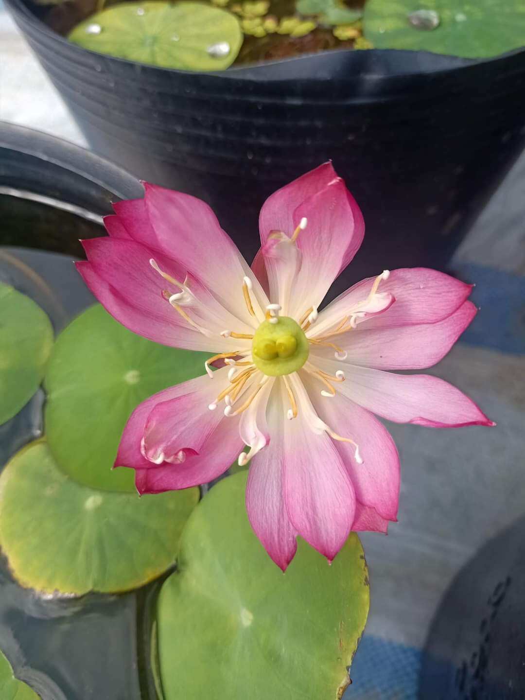 củ giống sen mini nhật